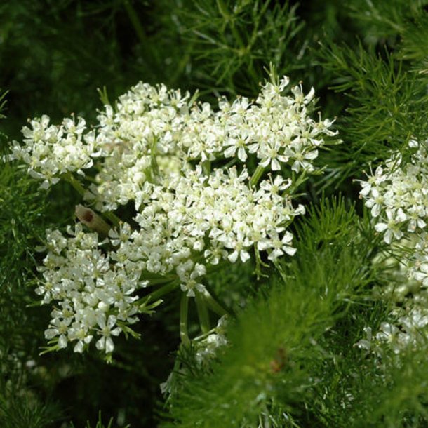 Bjrnerod <br><i>Meum athamanticum</i><br><br>