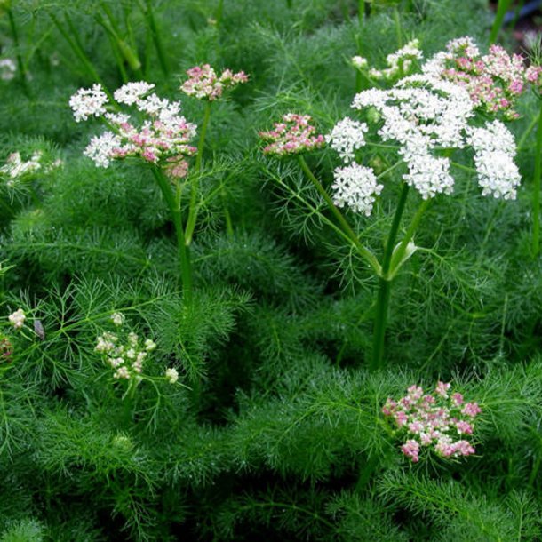 Bjrnerod <br><i>Meum athamanticum</i><br><br>