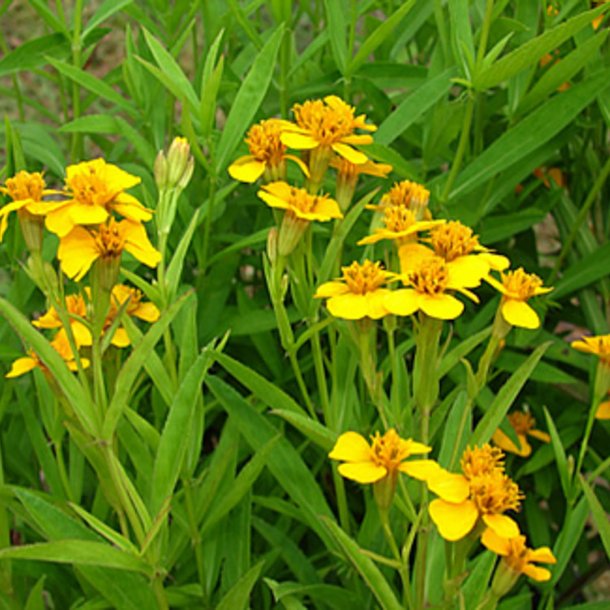 Lakridstagetes <br>'Sweet Mace' <br><i>Tagetes lucida </i>