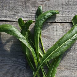 Mibuna <br><i>Brassica rapa <br>var. japonica</i>