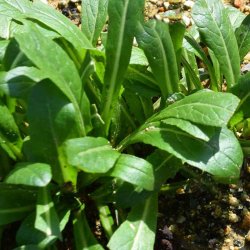 Mibuna <br><i>Brassica rapa <br>var. japonica</i>