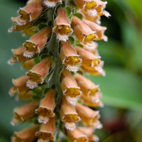 Fingerbl <br>'Milk Chocolate' <br><i>Digitalis parviflora </i>