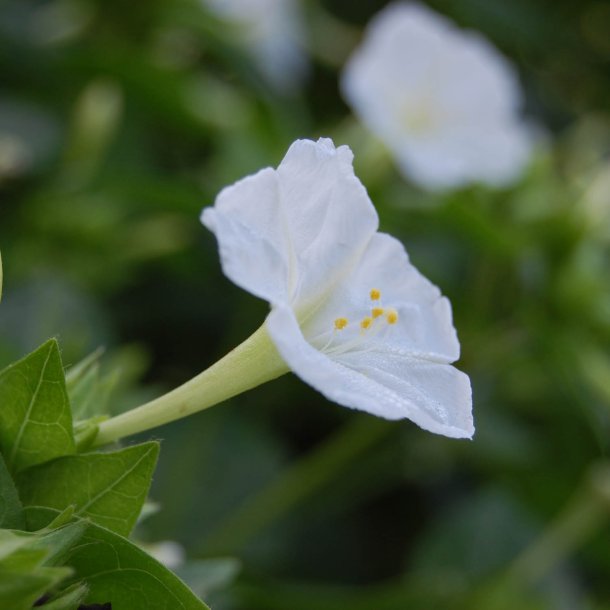 Vidunderblomst <br>'Alba' <br><i>Mirabilis jalapa</i>