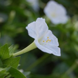 Vidunderblomst <br>'Mix'<br><i>Mirabilis jalapa</i>