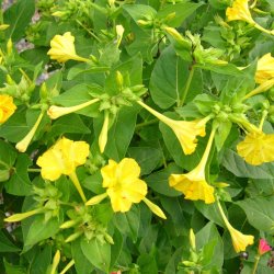 Vidunderblomst <br>'Mix'<br><i>Mirabilis jalapa</i>