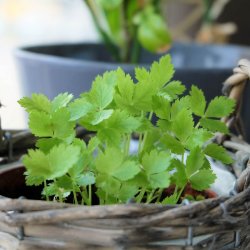 Mitsuba, mashimori, <br>japansk persille <i>Cryptotaenia japonica </i>