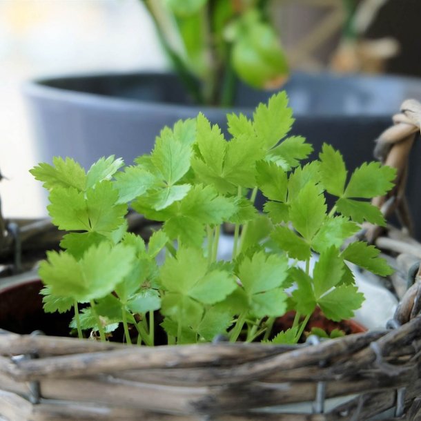 Mitsuba, mashimori, <br>japansk persille <i>Cryptotaenia japonica </i>