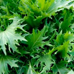 Mizuna, grn<br>Sheriff F1<br><i>Brassica rapa spp. nipposinica</i>