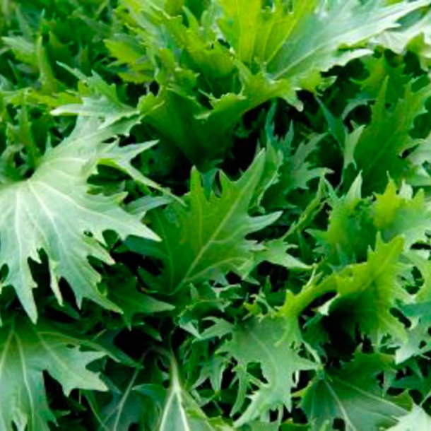 Mizuna, grn<br>Sheriff F1<br><i>Brassica rapa spp. nipposinica</i>