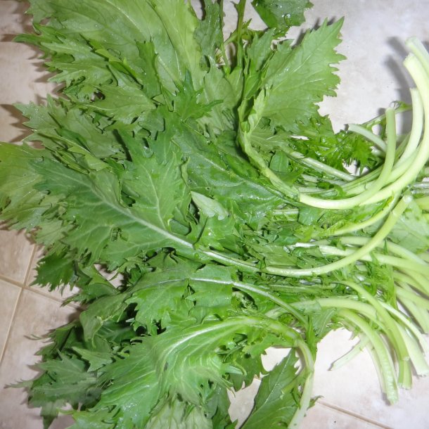 Mizuna, grn<br>Sheriff F1<br><i>Brassica rapa spp. nipposinica</i>