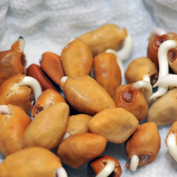 Mneblomst, <br>Bona nox <br><i>Ipomoea alba noctiflora</i>