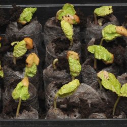 Mneblomst, <br>Bona nox <br><i>Ipomoea alba noctiflora</i>