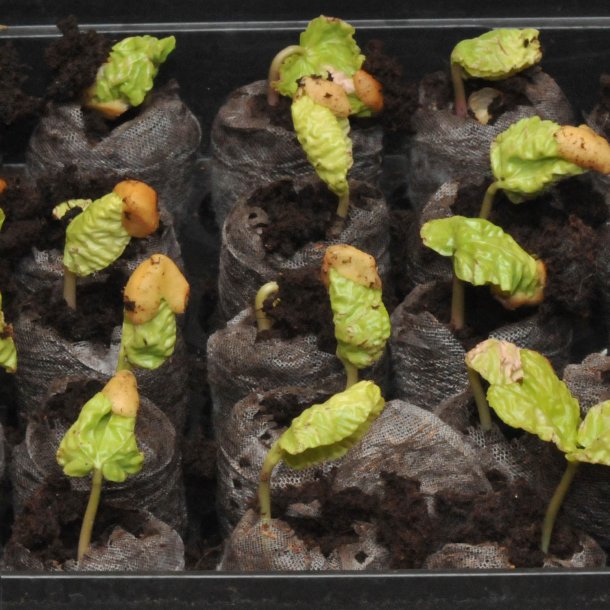 Mneblomst, <br>Bona nox <br><i>Ipomoea alba noctiflora</i>