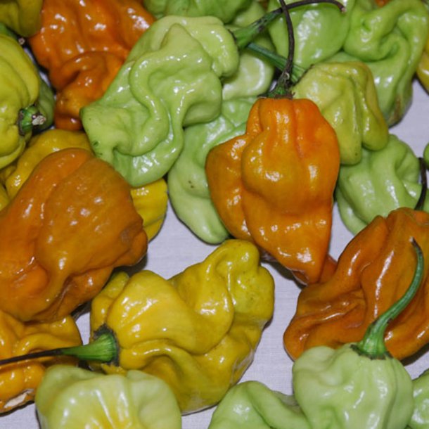 Chili <br>'Habanero Mustard'<br><i>Capsicum chinense</i>