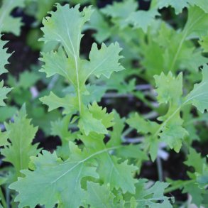 Namenia,  <em>Stielmus</em><br><i>Brassica rapa var. nipposinica</i>