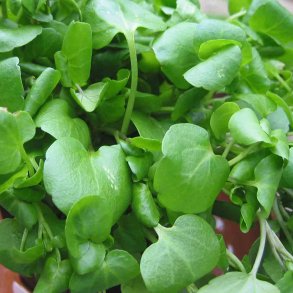 Brndkarse, <br>tykskulpet <br><i>Nasturtium officinale</i> 