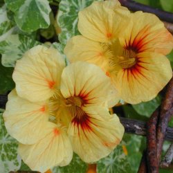 Tallerkensmkker <br>'Peach Melba'<br><i>Tropaeolum majus</i>