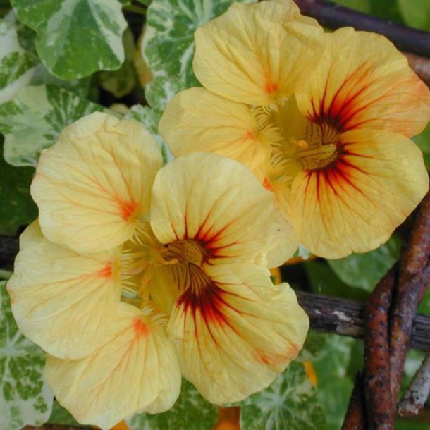 Tallerkensmkker <br>'Peach Melba'<br><i>Tropaeolum majus</i>