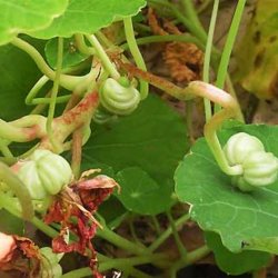Tallerkensmkker<br>'Ladybird Cream <br>Purple Spot'<br><i>Tropaeolum minor</i>