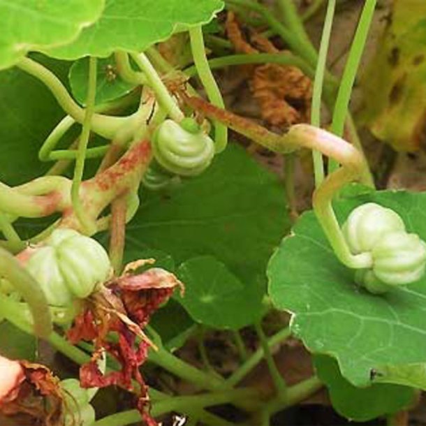 Tallerkensmkker<br>'Ladybird Cream <br>Purple Spot'<br><i>Tropaeolum minor</i>