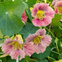 Tallerkensm�kker <br>'Ladybird Rose' <br><i>Tropaeolum minus </i>