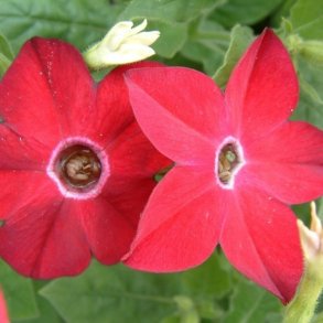 Tobak, Purpur- <br>'Perfume Red' F1 <br><i>Nicotiana x sanderae</i>