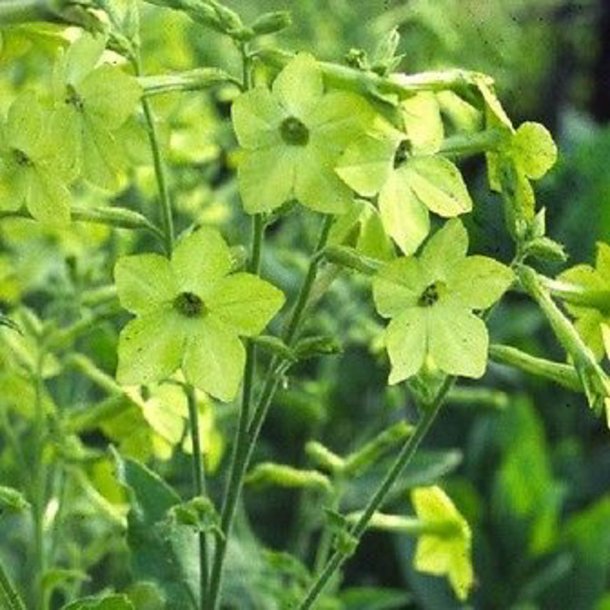 Tobak, Purpur- <br>'Perfume Lime' F1 <br><i>Nicotiana x sanderae</i>