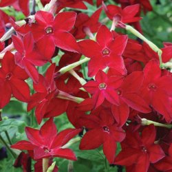 Tobak, Purpur- <br>'Perfume Red' F1 <br><i>Nicotiana x sanderae</i>