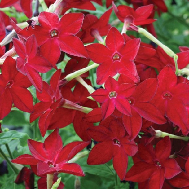 Tobak, Purpur- <br>'Perfume Red' F1 <br><i>Nicotiana x sanderae</i>