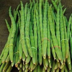 Moringa <br>'Peberrodstr' <br><i> Moringa oleifera</i>