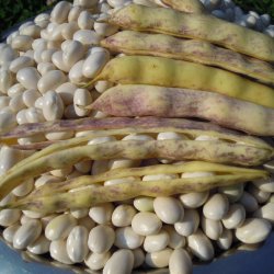 Bnne <br> 'Coco de Paimpol' <br><i>Phaseolus vulgaris L.</i>