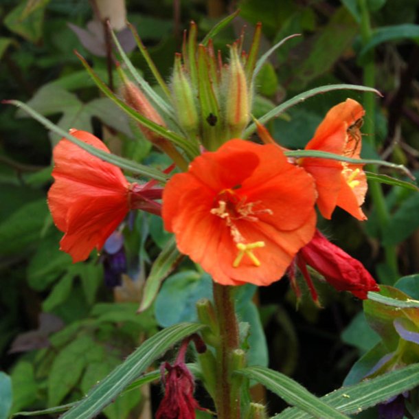 Natlys �Sunset Boulevard� <br><i>Oenothera versicolor</i>