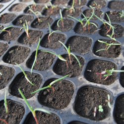 Okahijiki, <br>Komarov-sodaurt <br><i>Salsola komarovii iljin</i>