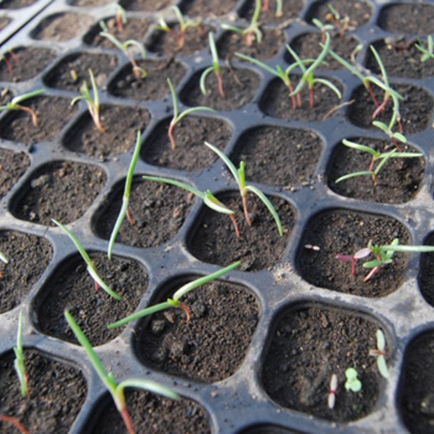 Okahijiki, <br>Komarov-sodaurt <br><i>Salsola komarovii iljin</i>