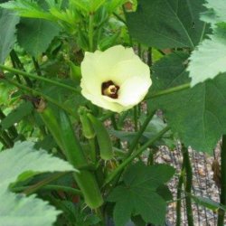 Okra <br>'Emerald' <br><i>Abelmoschus esculentus</i> 