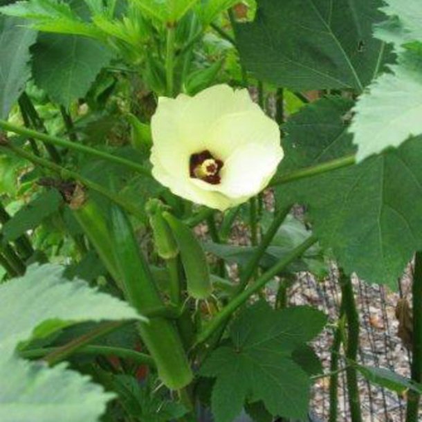 Okra <br>'Emerald' <br><i>Abelmoschus esculentus</i> 