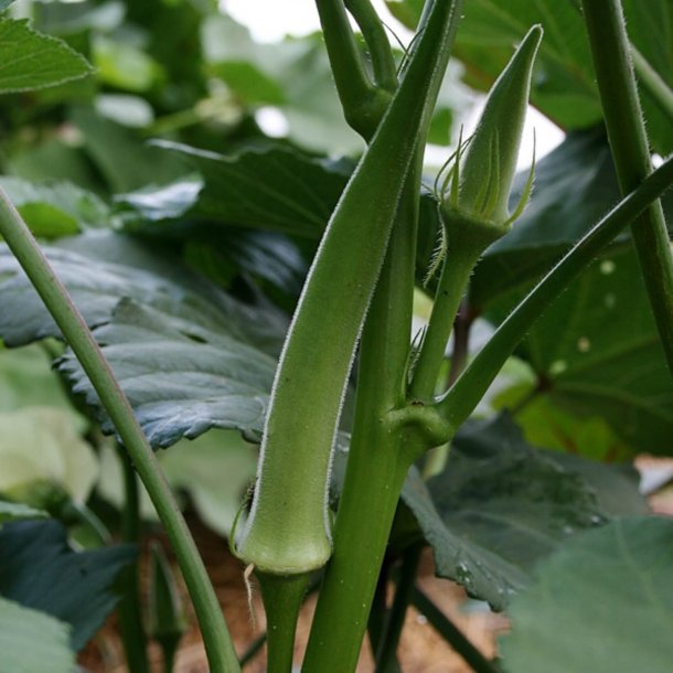 Okra <br>'Emerald' <br><i>Abelmoschus esculentus</i> 