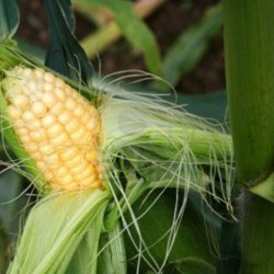 Majs, Sukker- <br>'Tasty Sweet' F1 <br><i>Zea mays convar. saccharata</i>