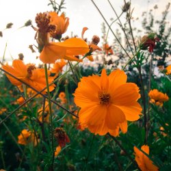 Kosmos, Svovlgul <br>'Bright Lights'<br> <i>Cosmos sulphureus </i>