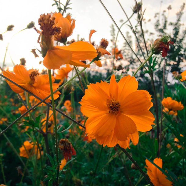 Kosmos, Svovlgul <br>'Bright Lights'<br> <i>Cosmos sulphureus </i>