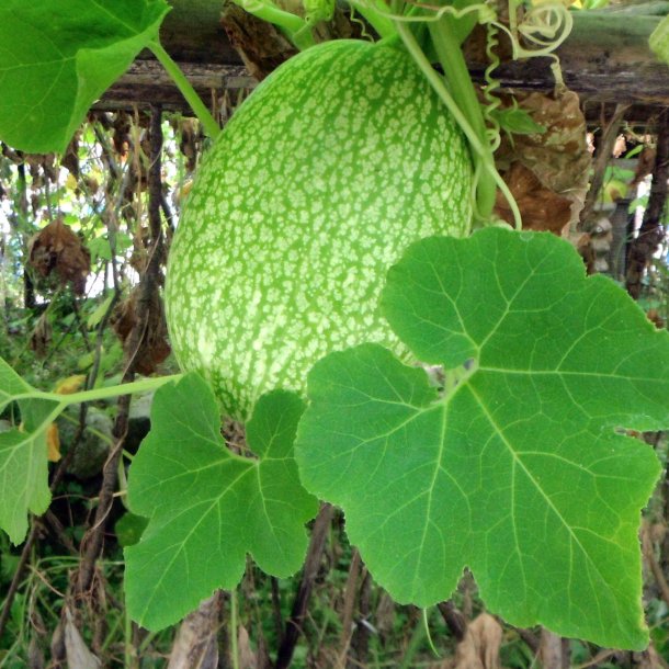 Grskar, <br>Figenbladet <br><i>Cucurbita ficifolia</i><br><br>