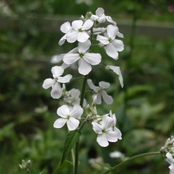 Natviol, <br>Velduftende aftenstjerne <br>'Alba' <br><i>Hesperis matronalis </i>