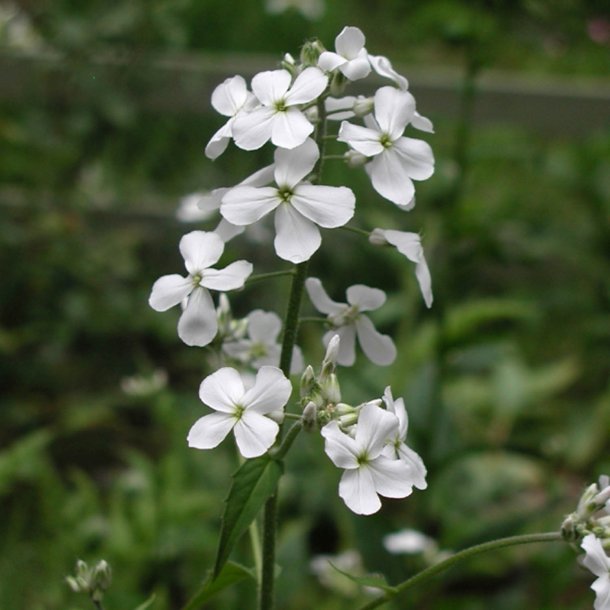 Natviol, <br>Velduftende aftenstjerne <br>'Alba' <br><i>Hesperis matronalis </i>