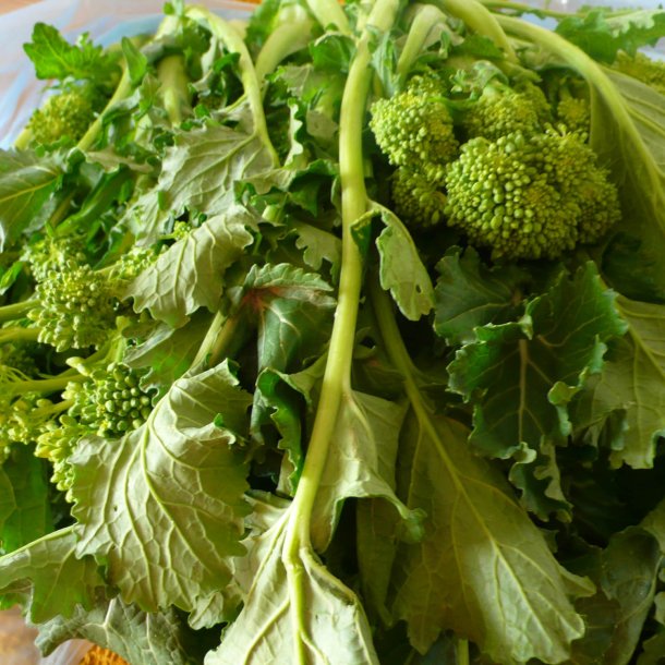 Rapini, <br>Cime di rapa<br>'Novantina'<br><i> Brassica rapa var. cymosa</i>