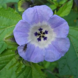 Kantbger, Leanderklokke <br><i>Nicandra physalodes </i>