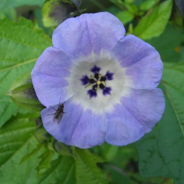 Kantbger, Leanderklokke <br><i>Nicandra physalodes </i>