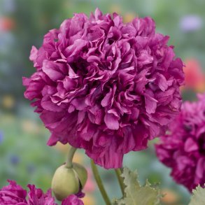 Valmue, Opiums- <br>'Purple Paeony' <br><i>Papaver somniferum</i>