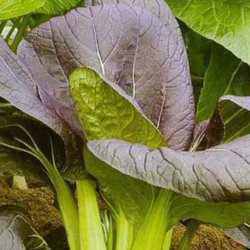 Pak choi <br>'Red Rubi' F1<br><i> Brassica rapa var. chinensis</i>