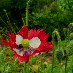 Valmue <br>'Danish Flag'<br><i>Papaver somniferum</i>