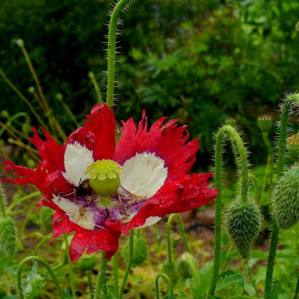 Valmue <br>'Danish Flag'<br><i>Papaver somniferum</i>